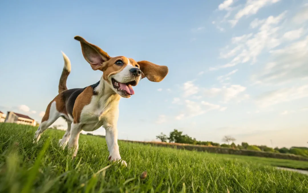 Entendiendo el Lenguaje Corporal de tu Perro: Una Guía para Compañeros Conscientes